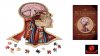 Dr. Livingstons Anatomiepuzzle Der menschliche Kopf