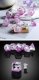 Resin Dice Set (7) Rave Kitty