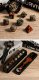 Gemstone Dice Set (7) Bloodstone Natural